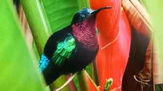 colibri