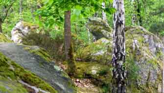 Forêt desGrands Avaux