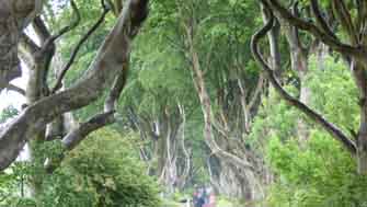 Dark Hedges