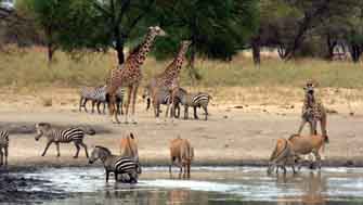 Parc de Tarangire