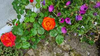 jardin