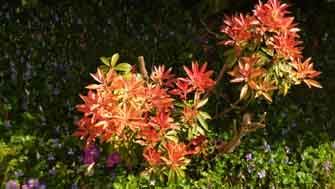 Pieris