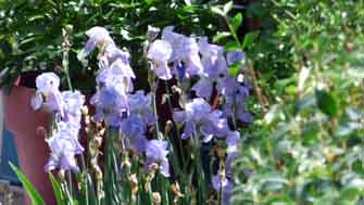 iris