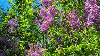 Lilas