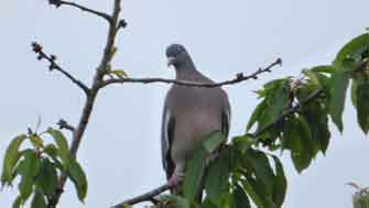 pigeon