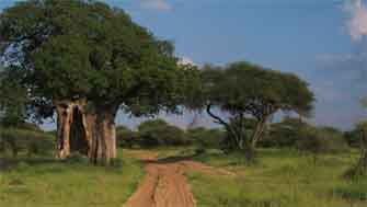 baobab