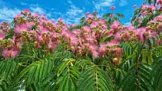 Albizia