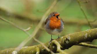 rouge-gorge